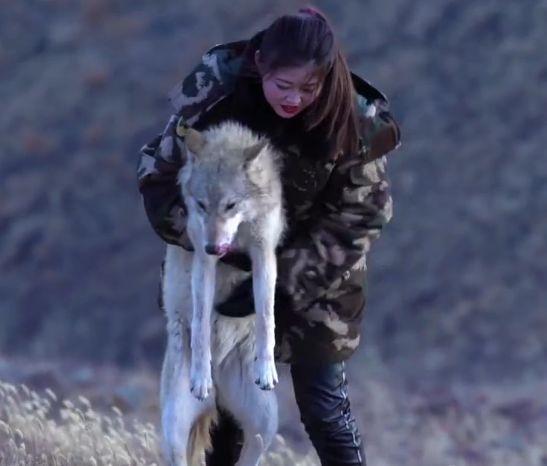 24岁女孩辞去工作,跑到狼园养狼,曾经被狼咬伤仍不放弃