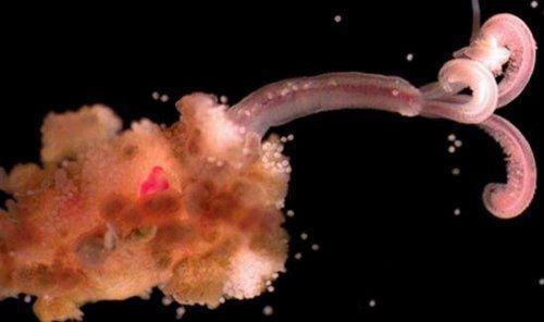 食骨蠕虫:没有胃口和肛门却在地球上活了一亿年的生物