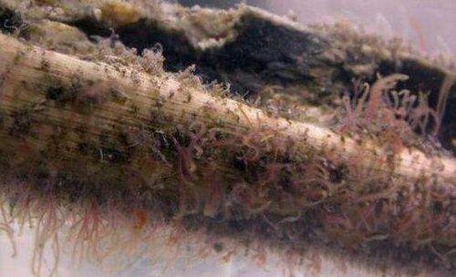 食骨蠕虫:没有胃口和肛门却在地球上活了一亿年的生物