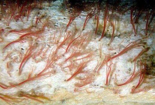 食骨蠕虫:没有胃口和肛门却在地球上活了一亿年的生物