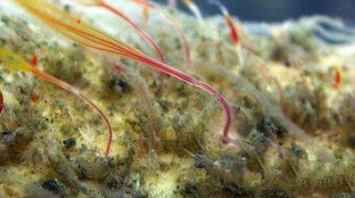 食骨蠕虫:没有胃口和肛门却在地球上活了一亿年的生物