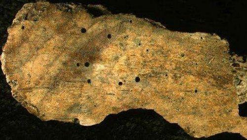 食骨蠕虫:没有胃口和肛门却在地球上活了一亿年的生物