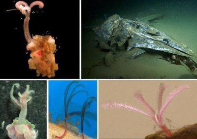 ​食骨蠕虫：没有胃口和肛门却在地球上活了一亿年的生物