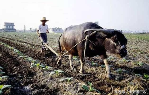 重磅：2028年土地承包到期后，这4类农将不能再承包土地了！
