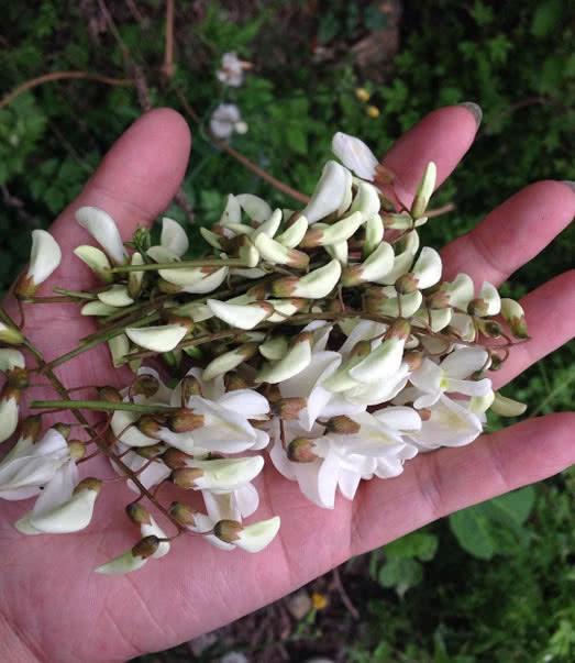 这是路边常见的树木，花摘来可做菜，营养丰富，晒干一斤50元