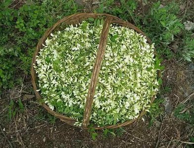 ​这是路边常见的树木，花摘来可做菜，营养丰富，晒干一斤50元