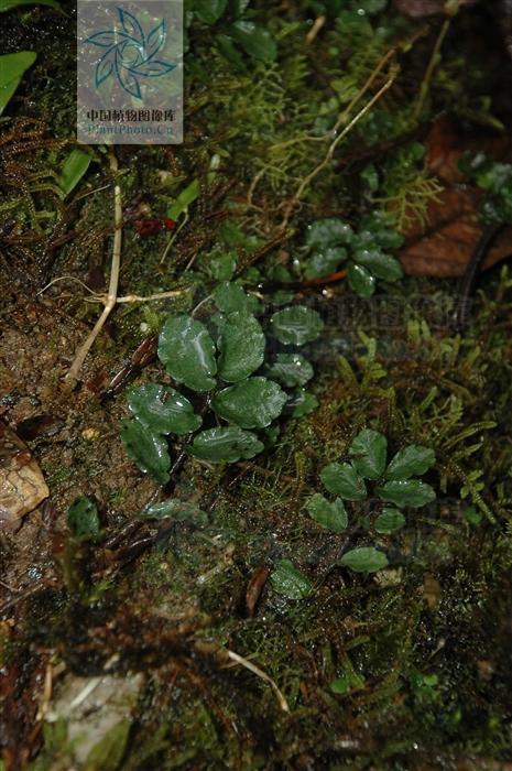 山椒草,见过吗?舒筋活血,解毒消肿。主扭伤、跌打损伤、鸡眼