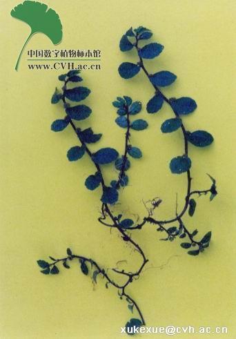 山椒草,见过吗?舒筋活血,解毒消肿。主扭伤、跌打损伤、鸡眼