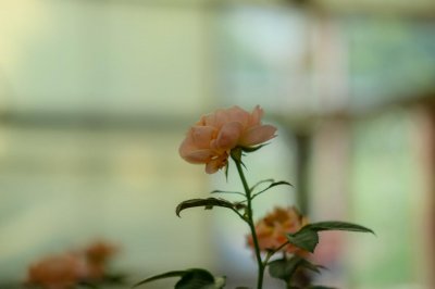 ​刚买的月季花怎么处理