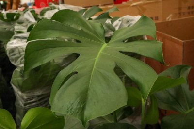 ​龟背竹的繁殖方法图解