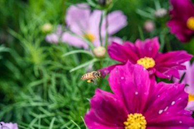 ​海北适合养什么花，市花和市树是什么