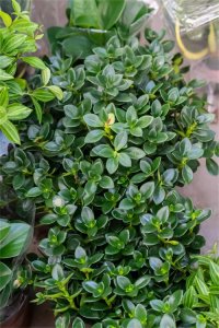 ​金鱼吊兰多久浇一次水