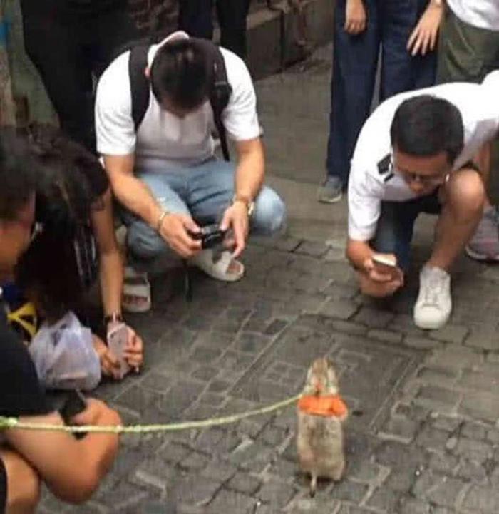 土拨鼠上街引众人围观，不耐烦发脾气咬人反击，结果却适得其反