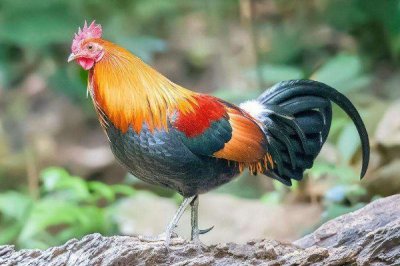 ​鹤立“鸡”群！1981年属鸡的人注意，能在39岁下半生开始享清福？