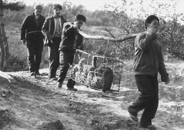 河南当代活武松,曾打死7只老虎,制服上千豹子野狼