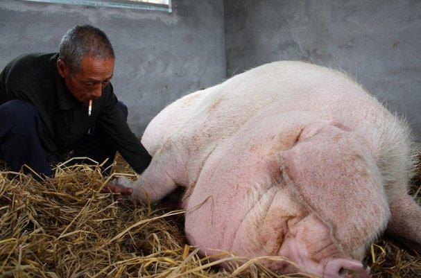 猪王体重达1吨,拥有专属法号,去世前吃了不少人参鹿茸!!