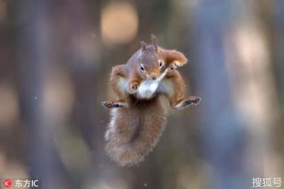 ​如何捕捉野生松鼠（捉松鼠的妙招)
