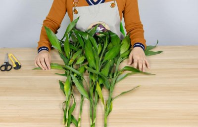 ​富贵竹的寓意