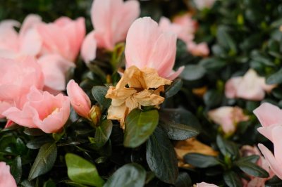 ​家里养杜鹃花有什么好处