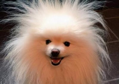 ​比熊狗狗营养食怎么做怀孕比熊狗狗营养食谱