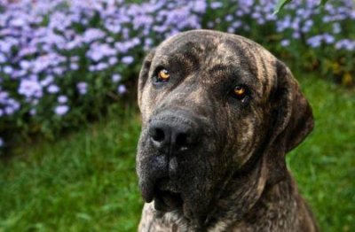 ​狗狗把自己的毛啃掉一块狗狗把自己的毛啃掉一块流血很多