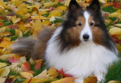 ​利川市宠物美容店，利川宠物市场