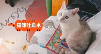 ​猫咪能吃什么肉？这几种肉营养又处于良好的状态，很多人不知道