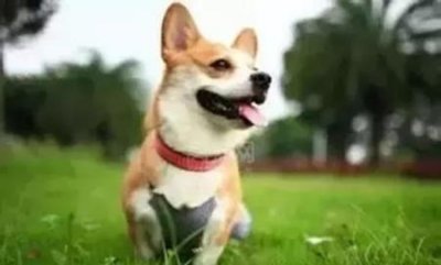 ​讨厌养猫的男人 讨厌养猫的男人性格