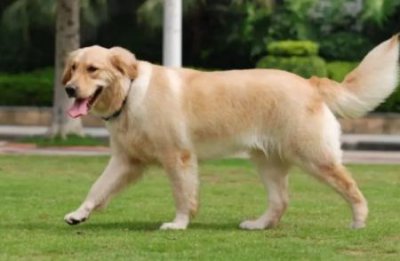 ​狗狗身上就像头皮屑一样，不停地有白皮屑，主人怎么办？狗身上有白色的跟头皮