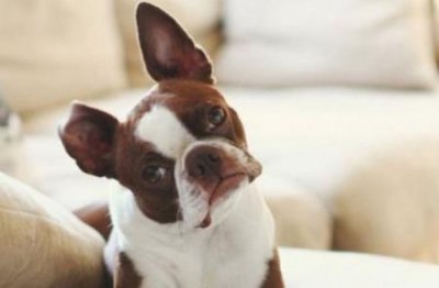 ​拥有招狗体质的人，会有这些特征 招狗的人有什么说法