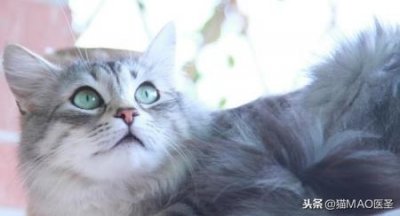 ​你喜欢英短还是美短？各方面的差别都很大