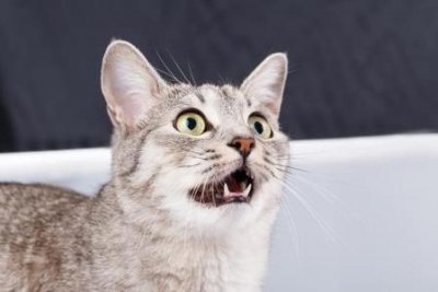 ​猫咪有这五种表现，说明它们的身体出现了问题，别不当回事