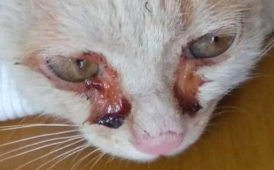 ​猫心丝虫病怎么传播的？猫心丝虫病的医治方法