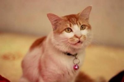 ​蓝猫价格表，价格差距大吗？猫的价格是根据什么来判定的呢？