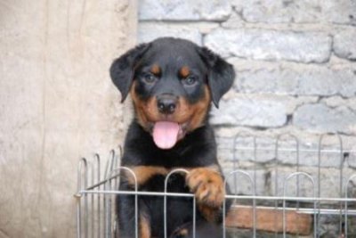 ​金毛犬掉毛严重怎么办？金毛犬5个缓解掉毛的办法