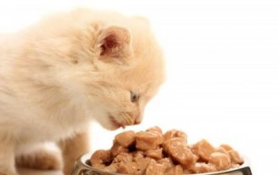 ​你喜欢养公猫吗？难怪养过的人，都说不想再养了