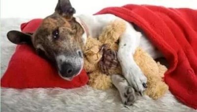 ​萨摩耶犬有泪痕难看？消除泪痕的5个办法，请收好！ 萨摩耶犬有泪痕怎么去除和