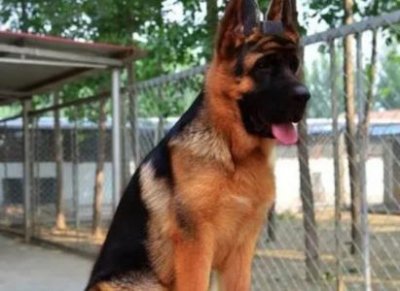 ​狗狗吃了骨头后拉屎狗狗吃骨头拉屎拉不出来怎么办？