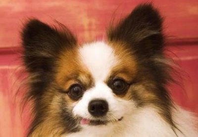 ​拉普拉多小狗价格 拉普拉多小狗照片