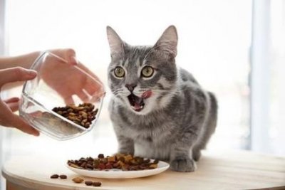 ​猫咪突然食欲不振拉软便怎么办？猫咪食欲不好拉软便