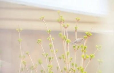 ​玻璃漆的种类有哪些？玻璃漆的用途