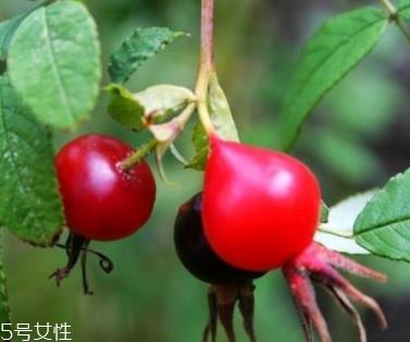 痘痘能用玫瑰果油吗?愈合之后少量用 痘痘能用玫瑰果油吗?愈合之后少量用