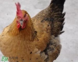 母鸡是什么牌子？无印良品为什么叫母鸡？