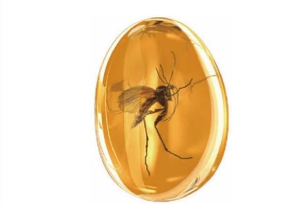 琥珀是透明的好还是不透明的好 琥珀的等级如何划分 琥珀是透明的好还是不透明的好 琥珀的等级如何划分