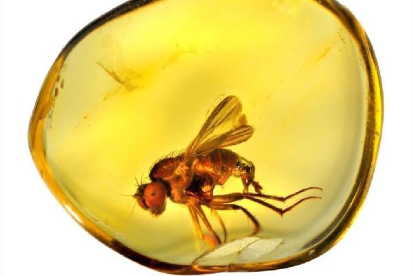 琥珀是透明的好还是不透明的好 琥珀的等级如何划分 琥珀是透明的好还是不透明的好 琥珀的等级如何划分