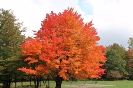 枫糖色口红是什么颜色?枫糖色口红试色 枫糖色口红是什么颜色?枫糖色口红试色