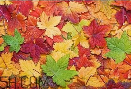 枫糖色口红是什么颜色?枫糖色口红试色 枫糖色口红是什么颜色?枫糖色口红试色