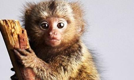 动物图集:指猴