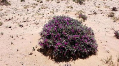​名字叫“鬼见愁”的两种植物长啥样？