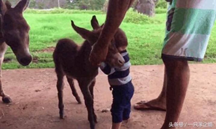 一组:迷你小毛驴的萌照